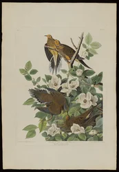 Carolina Pigeon eller Turtle Dove, fra Birds of America, gravert av Robert Havell (1793-1878)