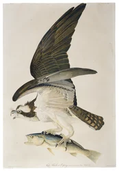 Fish Hawk eller Osprey, litografi av Julius Bien (1826-1909), 1860