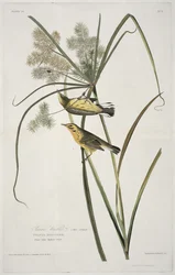 Prairie Warbler, fra Birds of America, gravert av Robert Havell (1793-1878)