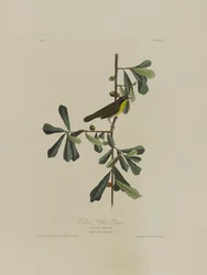 Roscoes Yellow Throat, fra Birds of America, gravert av Robert Havell (1793-1878)