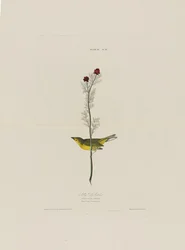 Selbys Fly Catcher, fra Birds of America, gravert av Robert Havell (1793-1878)