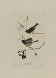 Snow Bird, fra Birds of America, gravert av Robert Havell (1793-1878)
