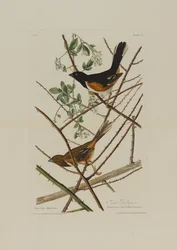 The Towhe Bunting, fra Birds of America, gravert av Robert Havell (1793-1878)