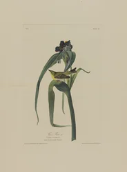 Vigers Vireo, fra Birds of America, gravert av Robert Havell (1793-1878)