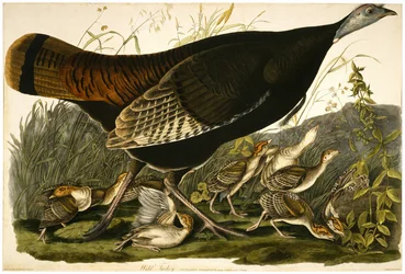 Wild Turkey, gravert av William Home Lizars (1788-1859) c.1827-32 (håndfarget akvatint på vevd papir)