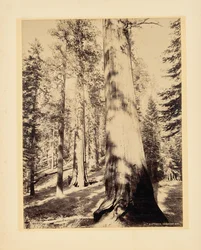 Store trær, Mariposa, California