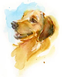Golden Retriever, 2017, (akvarell)