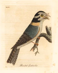 Australsk uglenattsvine, Aegotheles cristatus eller gulbrun froskemunn, Podargus strigoides? (Banded goatsucker, Caprimulgus vittatus.) Håndfarget kobberplate tegnet og gravert av John Latham fra hans egen A General History of Birds, Winchester