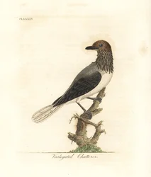 Skjegget klokketøyfugl, Procnias averano (spraglete skravler, Ampelis variegata). Håndkolorert kobberstikk tegnet og gravert av John Latham fra hans egen A General History of Birds, Winchester