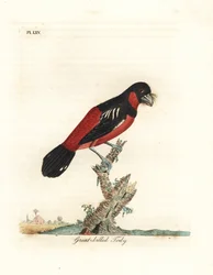 Svart-rød brednebb, Cymbirhynchus macrorhynchos (stornebbet tody, Todus nasutus). Håndkolorert kobberstikk, tegnet og gravert av John Latham fra hans egen A General History of Birds, Winchester
