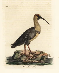Black-faced ibis, Theristicus melanopis (Tantalus melanops). Håndfarget kobberplate tegnet og gravert av John Latham fra hans egen A General History of Birds, Winchester