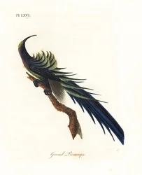 Svart sigdnebb, Epimachus fastosus. Sårbar. (Stor promerops, Upupa superba.) Ny-Guinea. Håndkolorert kobberstikk tegnet og gravert av John Latham fra hans egen A General History of Birds, Winchester