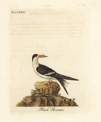 Svart saksebukk, Rynchops niger (Rhynchops nigra). Håndkolorert kobberstikk tegnet og gravert av John Latham fra hans egen A General History of Birds, Winchester