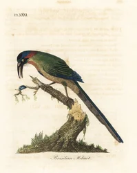 Blåkronet motmot, Momotus momota (brasiliansk motmot, Momotus brasiliensis). Håndfarget kobberplate tegnet og gravert av John Latham fra hans egen A General History of Birds, Winchester
