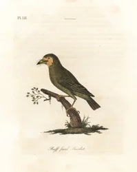 Brunhodet barbet, Megalaima zeylanica? (Buff-faced barbet, Bucco lathami). Fra et eksemplar merket Megalaima lathami i British Museum. Håndfarget kobberplate tegnet og gravert av John Latham fra hans egen A General History of Birds, Winchester