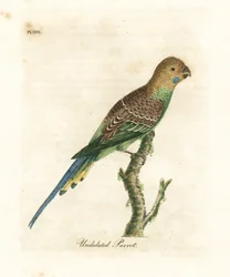 Undulat, Melopsittacus undulatus (Undulert papegøye, Psittacus undulatus). Håndfarget kobberplate tegnet og gravert av John Latham fra hans egen A General History of Birds, Winchester