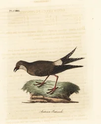Kragepratincole, Glareola pratincola (østerriksk pratincole, Glareola austriaea). Håndfarget kobberplate tegnet og gravert av John Latham fra hans egen A General History of Birds, Winchester