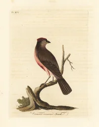 Vanlig rødbarke, Carduelis flammea (Crimson-kronfink, Fringilla flammea). Håndfarget kobberplate tegnet og gravert av John Latham fra hans egen A General History of Birds, Winchester