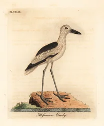 Krabbehår, Dromas ardeola (Abyssinian erody, Ardea pondiceriana). Håndfarget kobberplate tegnet og gravert av John Latham fra hans egen A General History of Birds, Winchester