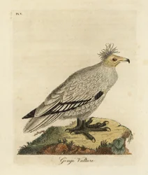 Egyptisk gribb, Neophron percnopterus ginginianus.1824 (gravering)