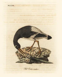 Eurasisk eller fotøsters, Haematopus ostralegus. Håndfarget kobberplate tegnet og gravert av John Latham fra hans egen A General History of Birds, Winchester