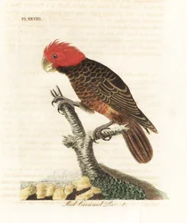 Gang-gangkakadue, Callocephalon fimbriatum (rødkronet papegøye, Psittacus galeatus). Håndkolorert kobberstikk, tegnet og gravert av John Latham fra hans egen A General History of Birds, Winchester