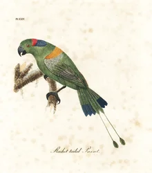 Gullkappet racketthalepapegøye, Prioniturus platurus (racketthalepapegøye). Håndkolorert kobberstikk tegnet og gravert av John Latham fra hans eget verk A General History of Birds, Winchester