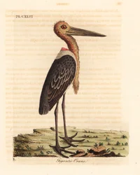 Større adjutant, Leptoptilos tvilsom. Truet. (Gigantisk kran, Ardea argala.) Håndfarget kobberplate tegnet og gravert av John Latham fra hans egen A General History of Birds, Winchester