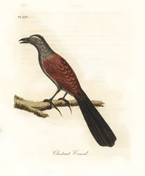 Større coucal eller kråkefasan, Centropus sinensis (kastanje coucal). Håndfarget kobberplate tegnet og gravert av John Latham fra hans egen A General History of Birds, Winchester