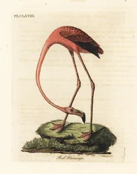 Større flamingo, Phoenicopterus roseus, eller amerikansk flamingo, Phoenicopterus ruber (rød flamingo, Phaenicopterus ruber). Håndfarget kobberplate tegnet og gravert av John Latham fra hans egen A General History of Birds, Winchester