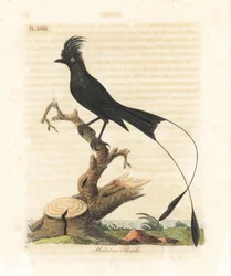 Stor vimpeldrongo, Dicrurus paradiseus (Malabar-varsler, Lanius malabaricus). Håndkolorert kobberplate tegnet og gravert av John Latham til hans eget verk A General History of Birds, Winchester