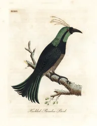 Hackled paradisfugl, muligens en hybrid eller utdødd art. Tegnet fra et eksemplar i samlingen til general Davies. Håndfarget kobberplate tegnet og gravert av John Latham fra hans egen A General History of Birds, Winchester