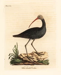 Hadada eller hadeda ibis, Bostrychia hagedash? (White-headed curlew, Numenius leucocephalus.) Håndfarget kobberplate tegnet og gravert av John Latham fra hans egen A General History of Birds, Winchester