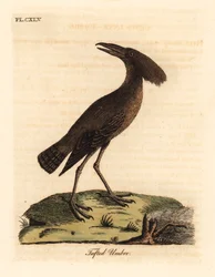 Hamerkop, Scopus umbretta (Tuftet umbre). Håndfarget kobberplate tegnet og gravert av John Latham fra hans egen A General History of Birds, Winchester