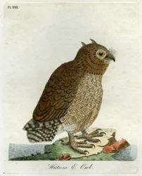 Hutum Owl, 1821 (håndfarget gravering)