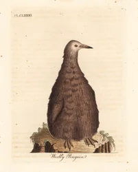 Kongepingvin, Aptenodytes patagonicus, ung (Ullpingvin). Håndfarget kobberplate tegnet og gravert av John Latham fra hans egen A General History of Birds, Winchester