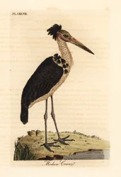 Mindre adjutant, Leptoptilos javanicus. Sårbar. (Modun skull.) Håndfarget kobberplate tegnet og gravert av John Latham fra hans egen A General History of Birds, Winchester