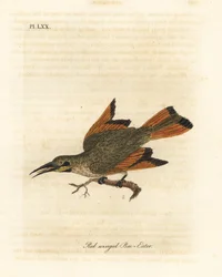 Liten bieter, Merops pusillus (Rødvinget bieter, Merops erythropterus). Afrika. Håndfarget kobberplate tegnet og gravert av John Latham fra hans egen A General History of Birds, Winchester