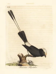 Langhalet tyrann, Colonia colonus (peruansk fluesnapper, Le Colon). Håndkolorert kobberstikk, tegnet og gravert av John Latham til hans egen A General History of Birds, Winchester