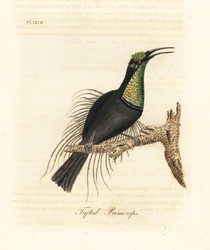 Storslått riflebird, Ptiloris magnificus (Tufet promerops). Tegnet fra et eksemplar i Bullock