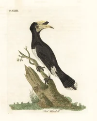 Malabarfothornfugl, Anthracoceros coronatus (Brgetnehornfugl, Buceros malabaricus). Håndfarget kobberplate tegnet og gravert av John Latham fra hans egen A General History of Birds, Winchester
