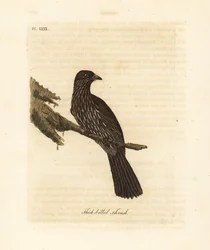 New Zealand South Island piopio, Turnagra capensis. Utryddet. (Tykknebbtrost, Turdus crassirostris.) Håndfarget kobberplate tegnet og gravert av John Latham fra hans egen A General History of Birds, Winchester