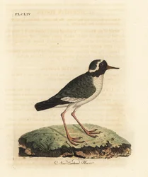 Nyzealandsk håvefugl, Charadrius obskur (Charadrius novae Zealandiae). Truet. Håndfarget kobberplate tegnet og gravert av John Latham fra hans egen A General History of Birds, Winchester