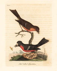 Norfolk Pacific robin, Petroica flerfarget flerfarget (rødbuket fluesnapper, Muscicapa erythrogastra). Håndfarget kobberplate tegnet og gravert av John Latham fra hans egen A General History of Birds, Winchester