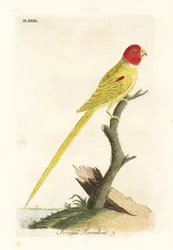 Olivenskuldret papegøye eller påskeliljepapegøye, Aprosmictus påskelilje (påskeliljepapegøye, Psittacus narcissus). Håndfarget kobberplate tegnet og gravert av John Latham fra hans egen A General History of Birds, Winchester