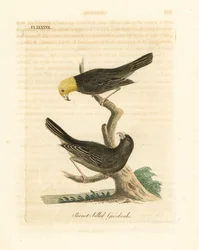 Eller, Psittirostra psittacea, hann (øverst) og hunn. Kritisk truet, muligens utdødd. (Papegøyenebb, Loxia psittacea). Håndfarget kobberplate tegnet og gravert av John Latham fra hans egen A General History of Birds, Winchester
