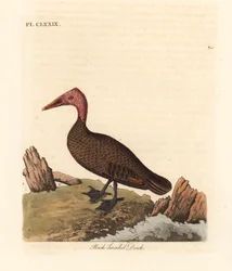 Rosahodeand, Rhodonessa caryophyllacea (Anas caryophyllacea). Utdødd siden 1950-tallet. Håndfarget kobberplate tegnet og gravert av John Latham fra hans egen A General History of Birds, Winchester