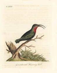 Lilla-strupet karib, Eulampis jugularis (Granet-strupe kolibri, Trochilus granatinus). Håndfarget kobberplate tegnet og gravert av John Latham fra hans egen A General History of Birds, Winchester