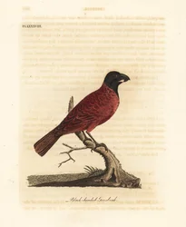 Rød-svart kjernebiter, Periporphyrus erythromelas. Nær truet. (Svarthodet kjernebiter, Loxia erythromelas.) Håndkolorert kobberstikk, tegnet og gravert av John Latham fra hans egen A General History of Birds, Winchester