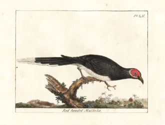 Rød-faced malkoha, Phaenicophaeus pyrrhocephalus. Sårbar. (Rødhodet malkoha, Cuculus pyrrhocephalus.) Håndfarget kobberplate tegnet og gravert av John Latham fra hans egen A General History of Birds, Winchester